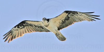 _MG_9876 Osprey.jpg