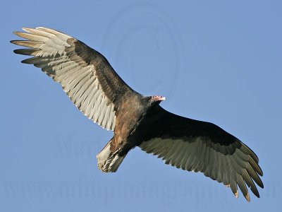 _MG_4062 Turkey Vulture.jpg