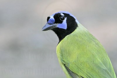 _MG_1169 Green Jay.jpg