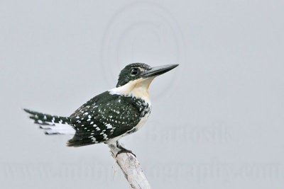 _MG_9578 Green Kingfisher.jpg