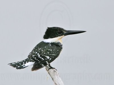 _MG_9594 Green Kingfisher.jpg