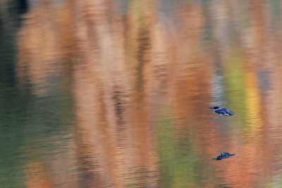 _MG_9638 Green Kingfisher.jpg