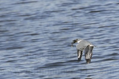 _MG_9924 Ringed Kingfisher.jpg