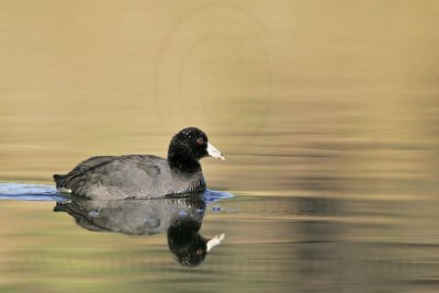 _MG_0676 American Coot.jpg