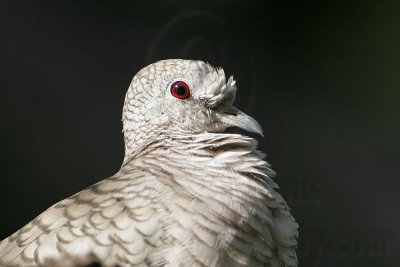 _MG_0285 Inca Dove.jpg