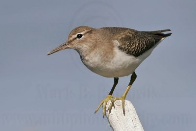 _MG_1940 Spotted Sandpiper.jpg