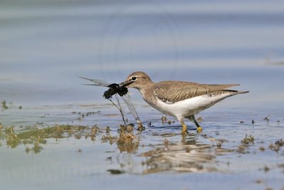 Spotted Sandpiper: Food