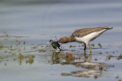 _MG_1965 Spotted Sandpiper.jpg