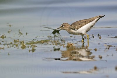 _MG_1968 Spotted Sandpiper.jpg
