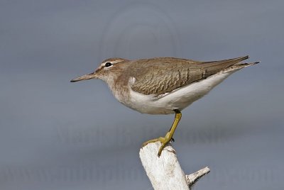 _MG_2069 Spotted Sandpiper.jpg