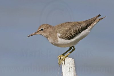_MG_2207 Spotted Sandpiper.jpg
