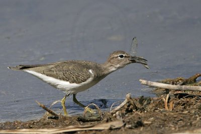 _MG_2292 Spotted Sandpiper.jpg