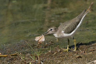 _MG_2311 Spotted Sandpiper.jpg