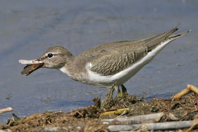 _MG_2325 Spotted Sandpiper.jpg