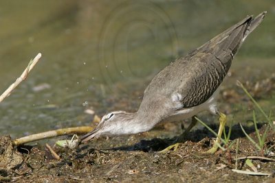 _MG_2371 Spotted Sandpiper.jpg