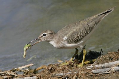 _MG_2428 Spotted Sandpiper.jpg