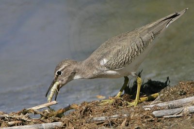 _MG_2430 Spotted Sandpiper.jpg