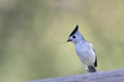 _MG_0778 Black-crested Titmouse.jpg