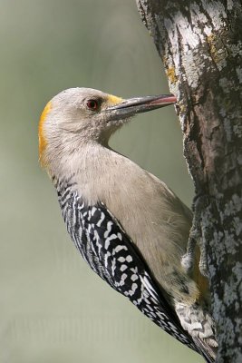 _MG_1653 Golden-fronted Woodpecker.jpg