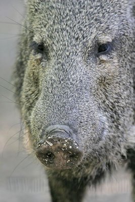 _MG_1580 Collared Peccary.jpg