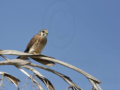 _MG_0001 American Kestrel.jpg