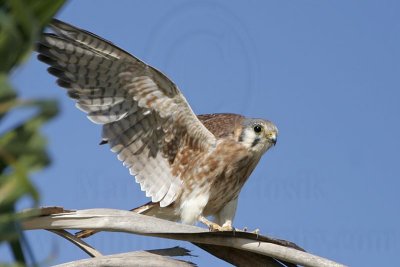 _MG_9989 American Kestrel.jpg