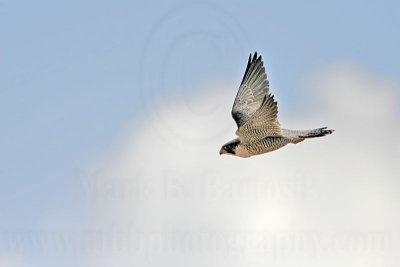 _MG_0072 Peregrine Falcon.jpg