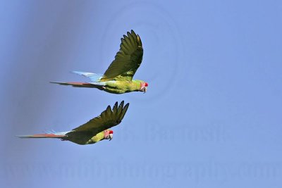_MG_9549 Military Macaw.jpg