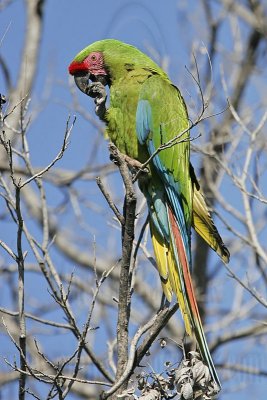 _MG_9877 Military Macaw.jpg