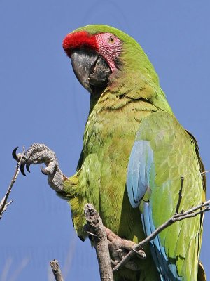 _MG_9892 Military Macaw.jpg