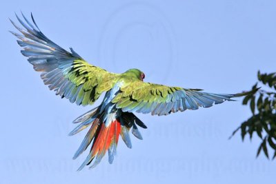 _MG_9935 Military Macaw.jpg