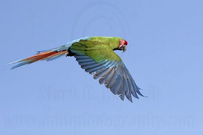 _MG_9955 Military Macaw.jpg