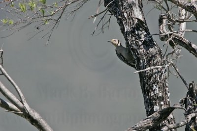 _MG_0051 Golden-fronted Woodpecker.jpg
