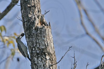 _MG_9657 Golden-fronted Woodpecker.jpg