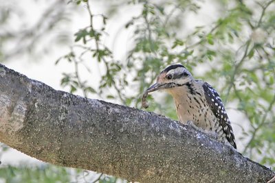_MG_0347 Ladder-backed Woodpecker.jpg