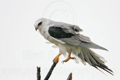 _MG_2624 White-tailed Kite.jpg