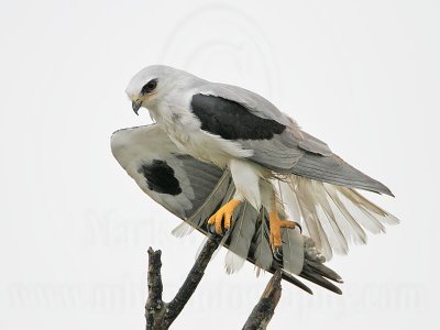 _MG_2633 White-tailed Kite.jpg