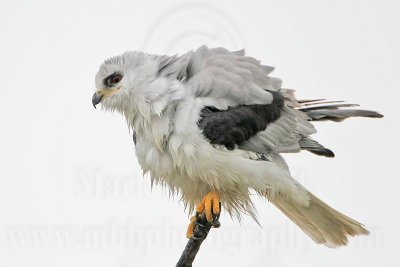 _MG_2792 White-tailed Kite.jpg