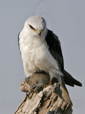 _MG_5629 White-tailed Kite.jpg