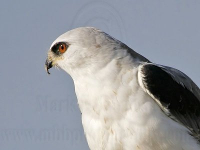 _MG_5645crop White-tailed Kite.jpg