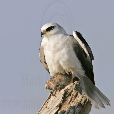 _MG_5690 White-tailed Kite.jpg