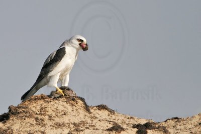 _MG_5722 White-tailed Kite.jpg