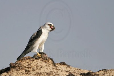 _MG_5724 White-tailed Kite.jpg