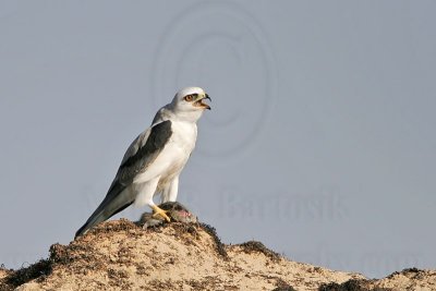 _MG_5725 White-tailed Kite.jpg