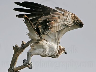 Osprey - Hunting from the perch