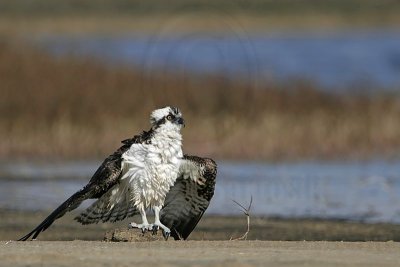 Osprey - Drying out on the ground
