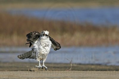 Osprey - On ground shake