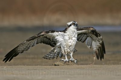 _MG_6336 Osprey.jpg