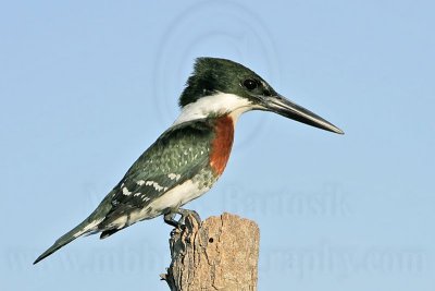 _MG_4509 Green Kingfisher.jpg