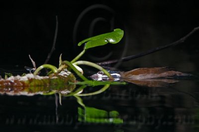 _MG_0209 Sungrebe.jpg